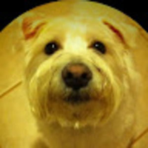 Meet your Posher, Alison